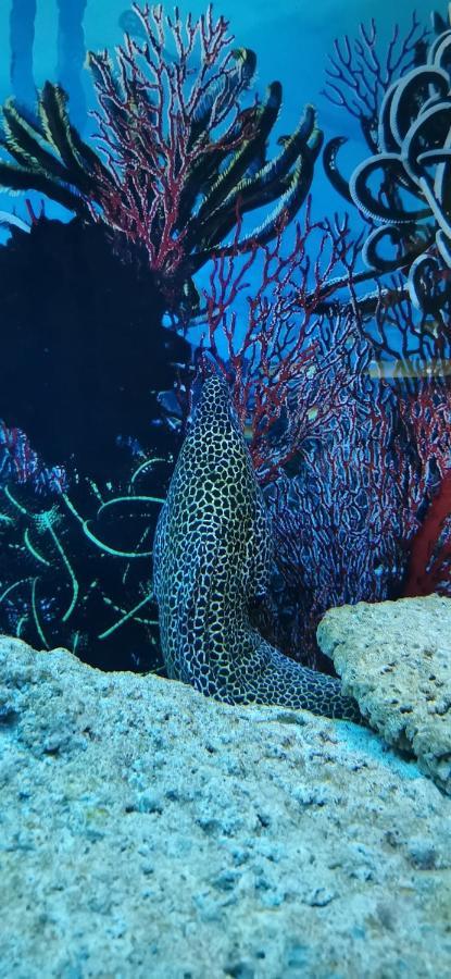 Dolphin House Bed & Breakfast Leba Bagian luar foto