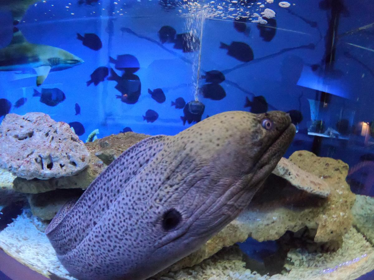 Dolphin House Bed & Breakfast Leba Bagian luar foto